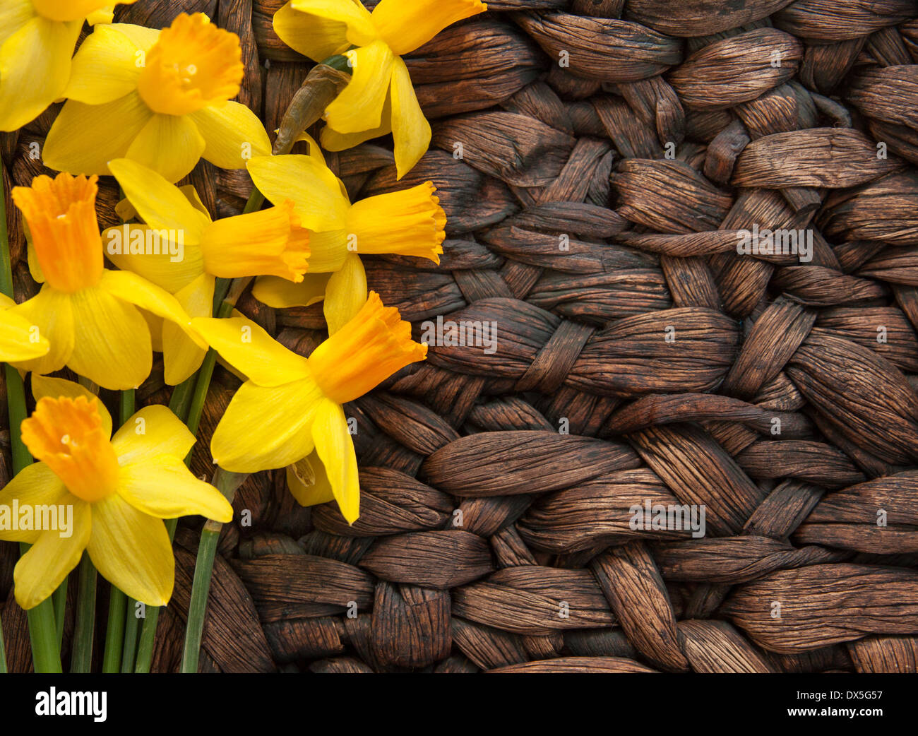 Close up de jonquilles sur une surface tissée / orientation horizontale de jonquilles fraîches sur une surface tissée Banque D'Images