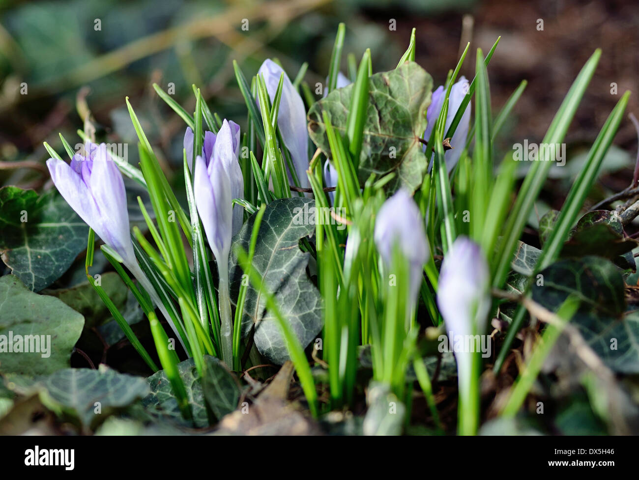 Avec un plan macro fleurs Crocus de printemps dans le jardin. Banque D'Images