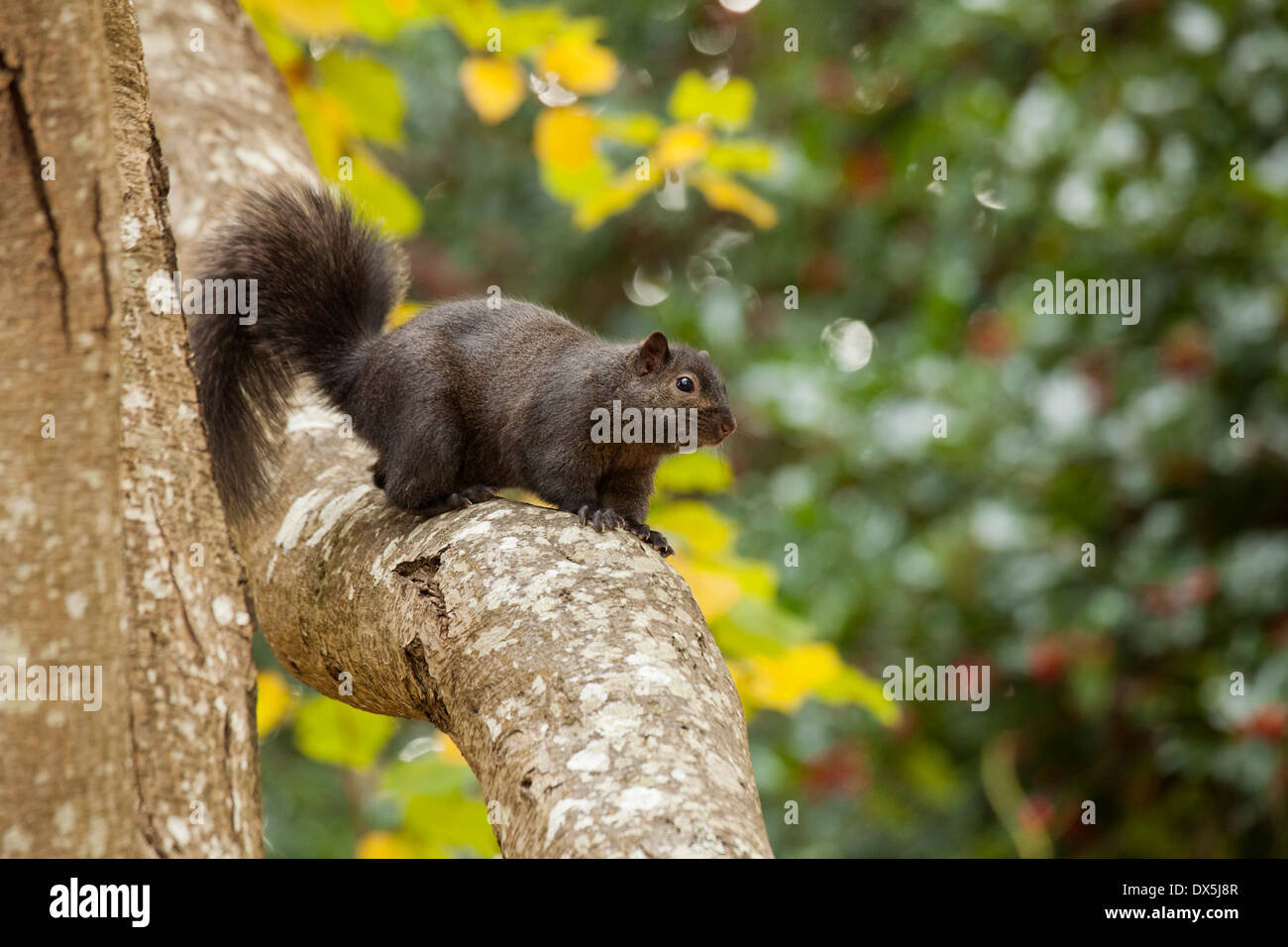 L'écureuil gris noir jusqu'à la ligne de mutation grand arbre-Victoria, Colombie-Britannique, Canada. Banque D'Images