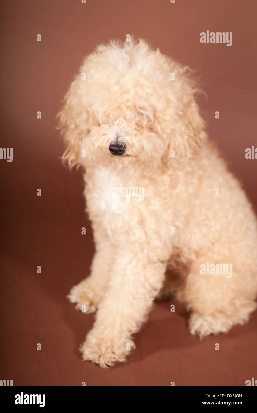 Chien blanc moelleux avec visage masqué sur fond brun, portrait Banque D'Images