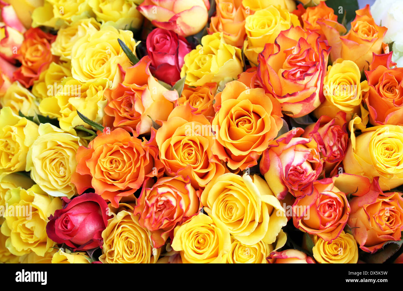Arrière-plan de roses jaunes Banque D'Images