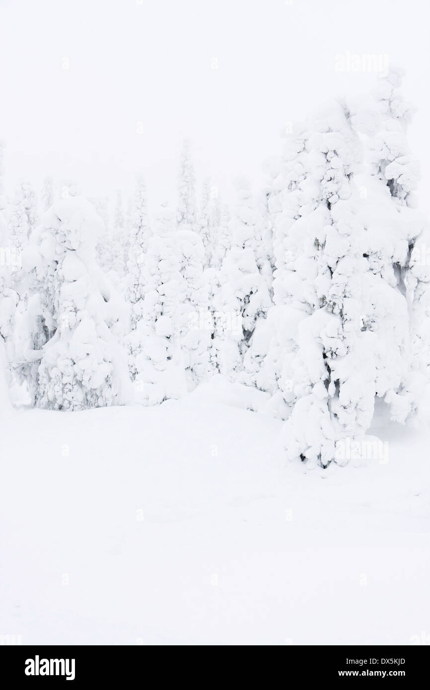 La forêt enneigée blanc avec grands sapins slim à l'hiver en Laponie, Finlande Banque D'Images