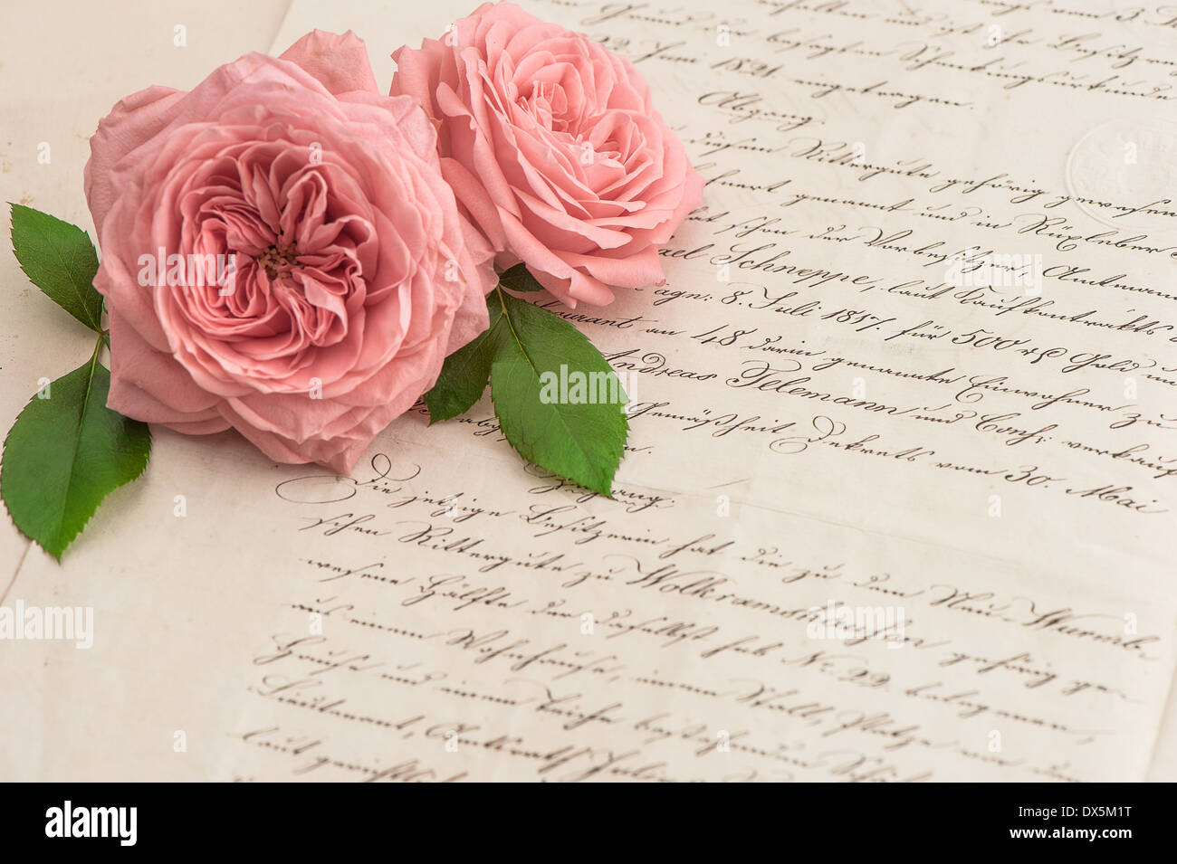 Fleurs rose rose sur lettre manuscrite antique vintage romantique.. selective focus Banque D'Images