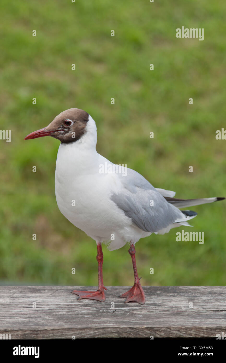 Mouette en plumage d'été, Enkhuizen, Hollande du Nord, aux Pays-Bas. Banque D'Images