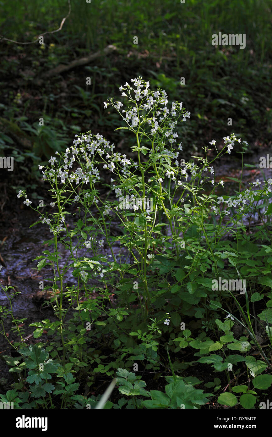 Grande floraison Bitter-Cress (Cardamine amara) Banque D'Images