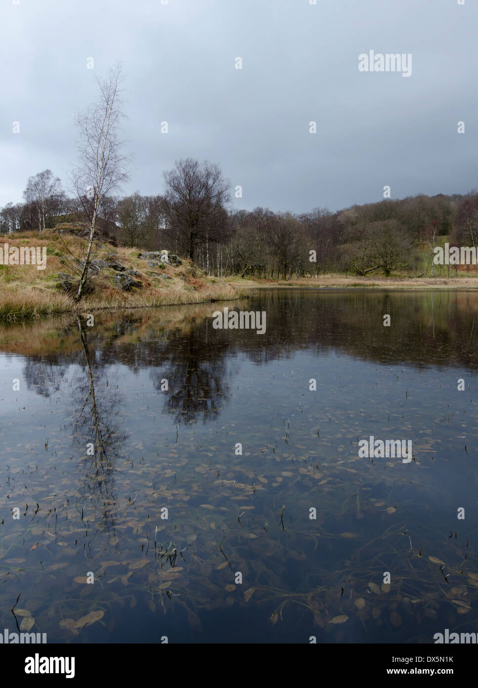 Une eau noire tarn au bas de Black Metal, Lake District, en Angleterre sur un jour gris et froid. Beaucoup de feuilles sont visibles dans l'eau Banque D'Images
