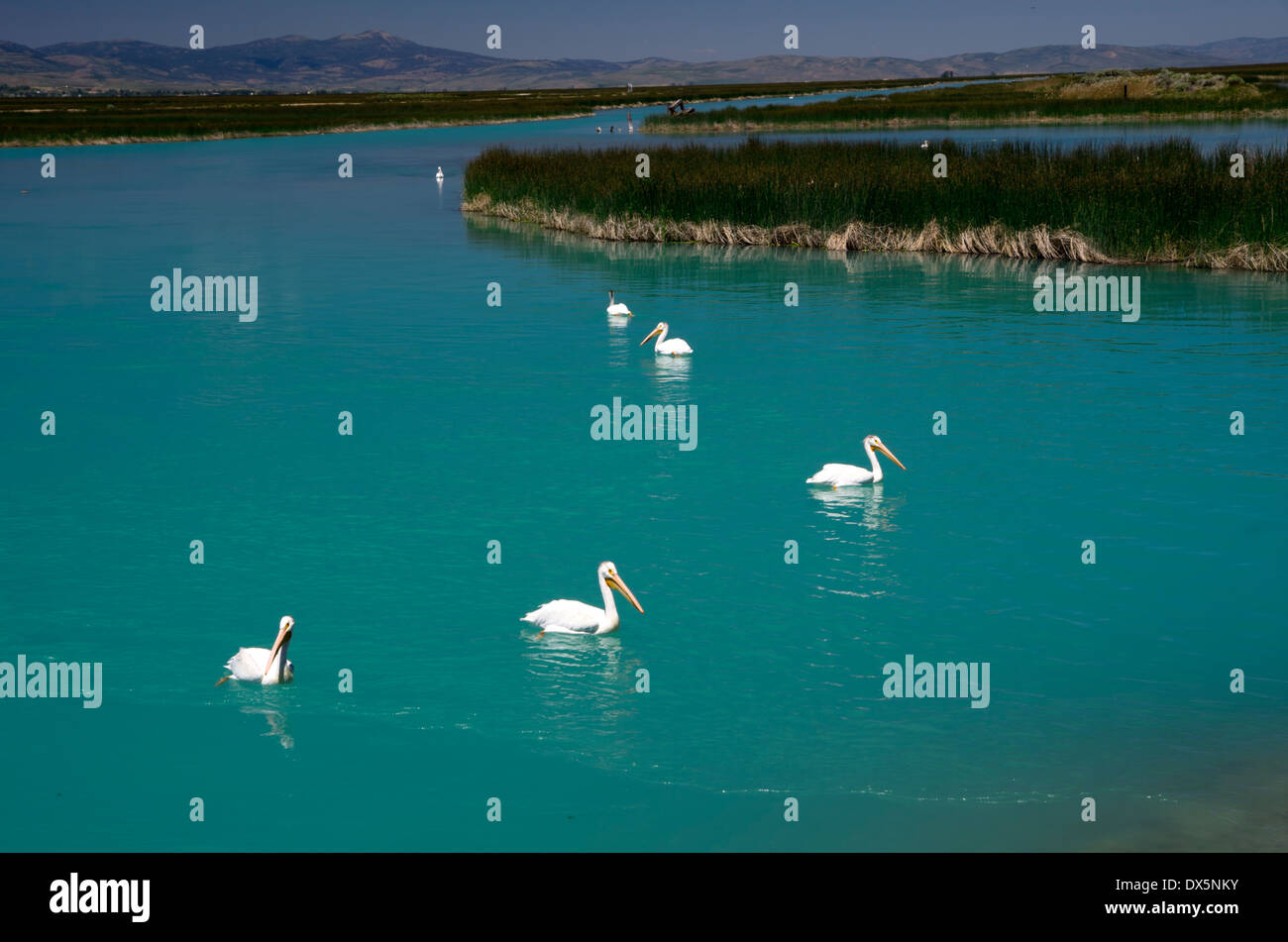 Un troupeau de pélicans blancs natation sur le lac Mud, au large du lac de l'Ours Banque D'Images