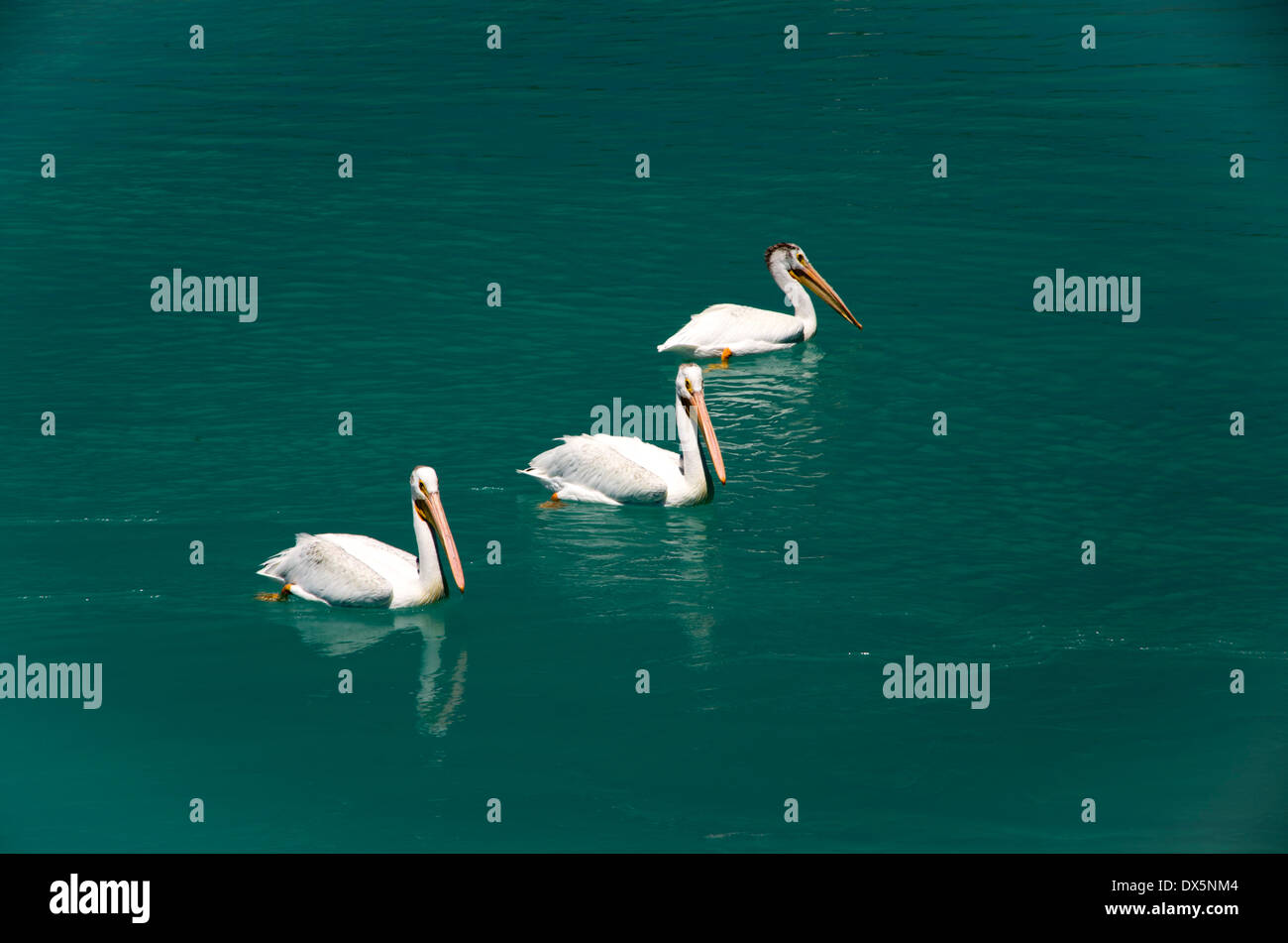 Trois Pélicans blancs natation sur le lac Mud, au large du lac de l'Ours Banque D'Images