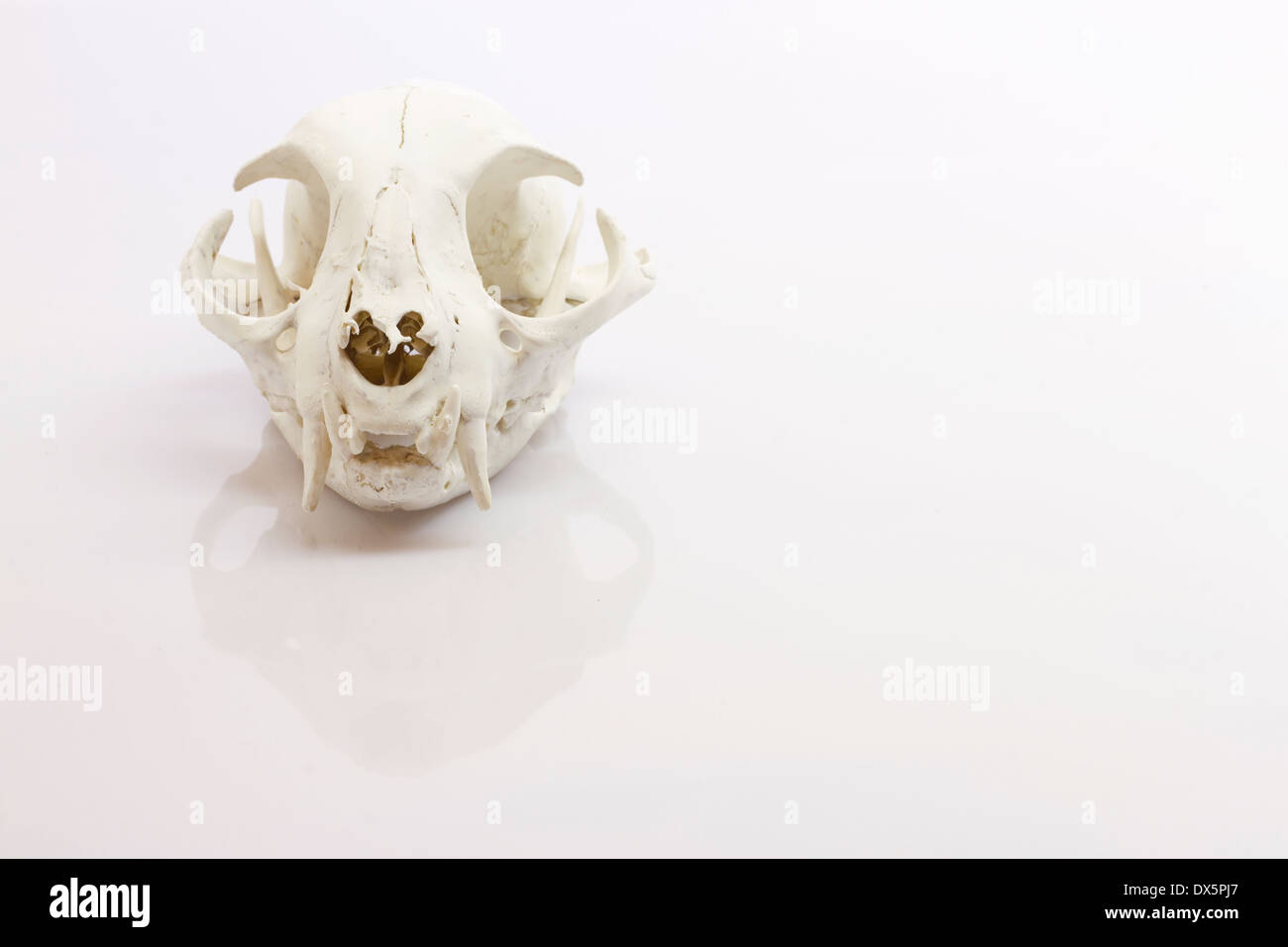 Crâne de chat sur fond blanc Banque D'Images