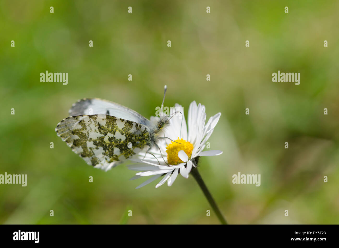 Astuce Orange femelle papillon sur une fleur dans une prairie de Cumbrie Banque D'Images