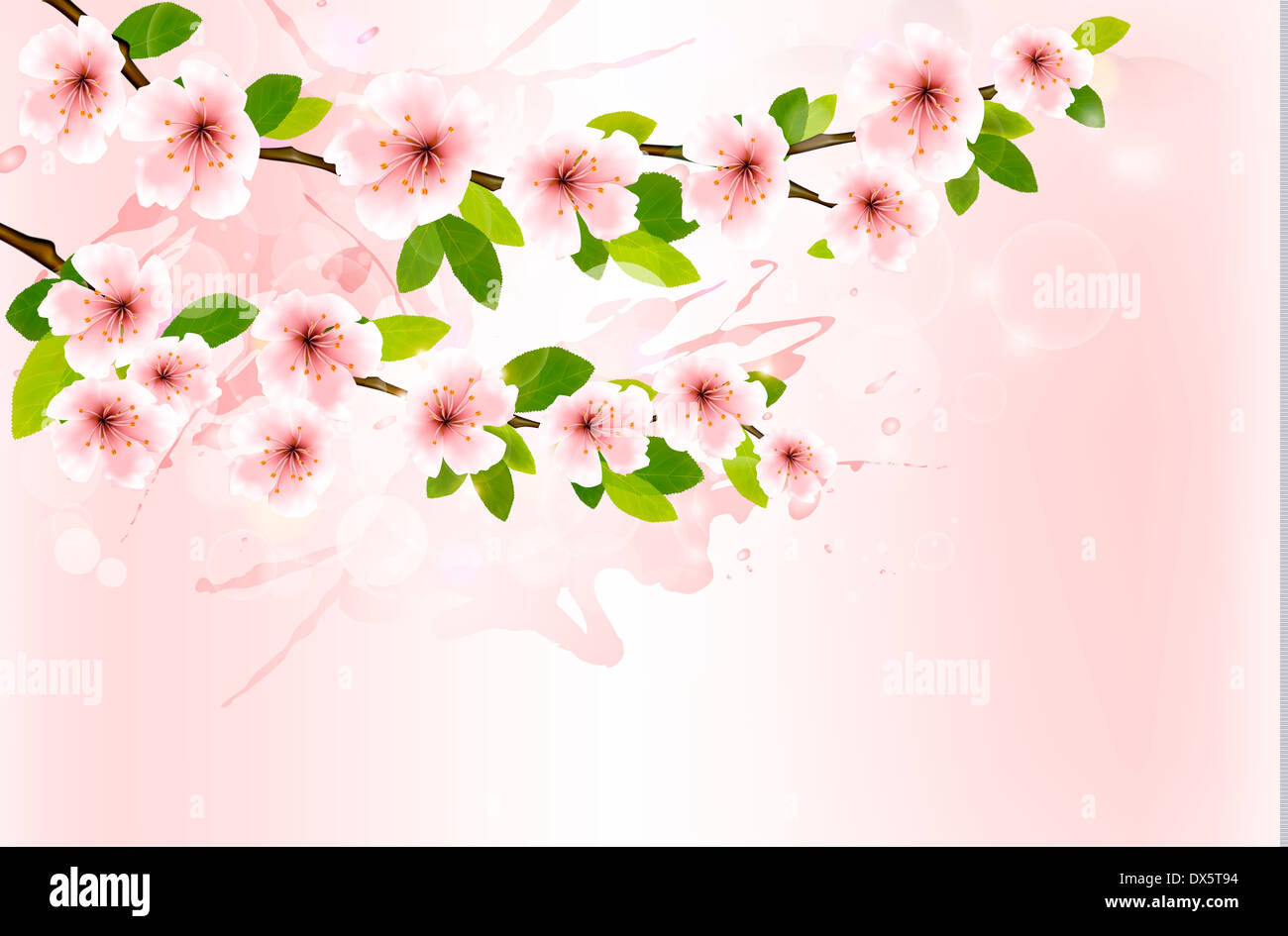 Arrière-plan de printemps avec sakura en fleurs branches. Vector illustration. Banque D'Images