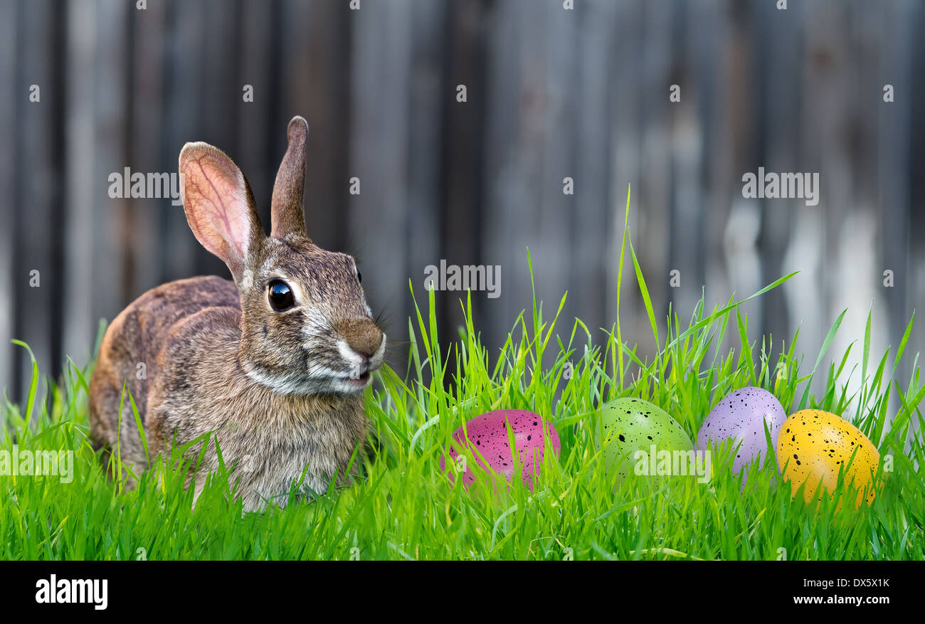 Cheerful à Bunny et les oeufs de Pâques colorés dans l'herbe Banque D'Images