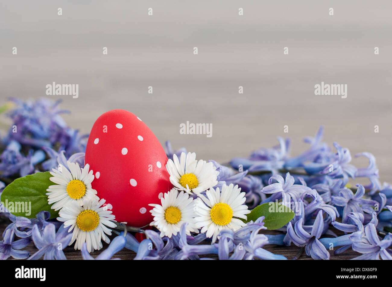 Carte postale de Pâques oeuf de Pâques rouge- parmi les fleurs du printemps Banque D'Images