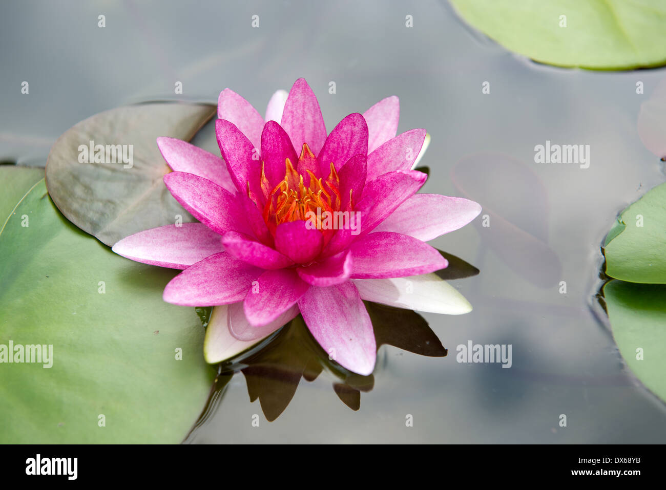 Fleur de Lotus, monastère de la Thaïlande. Banque D'Images