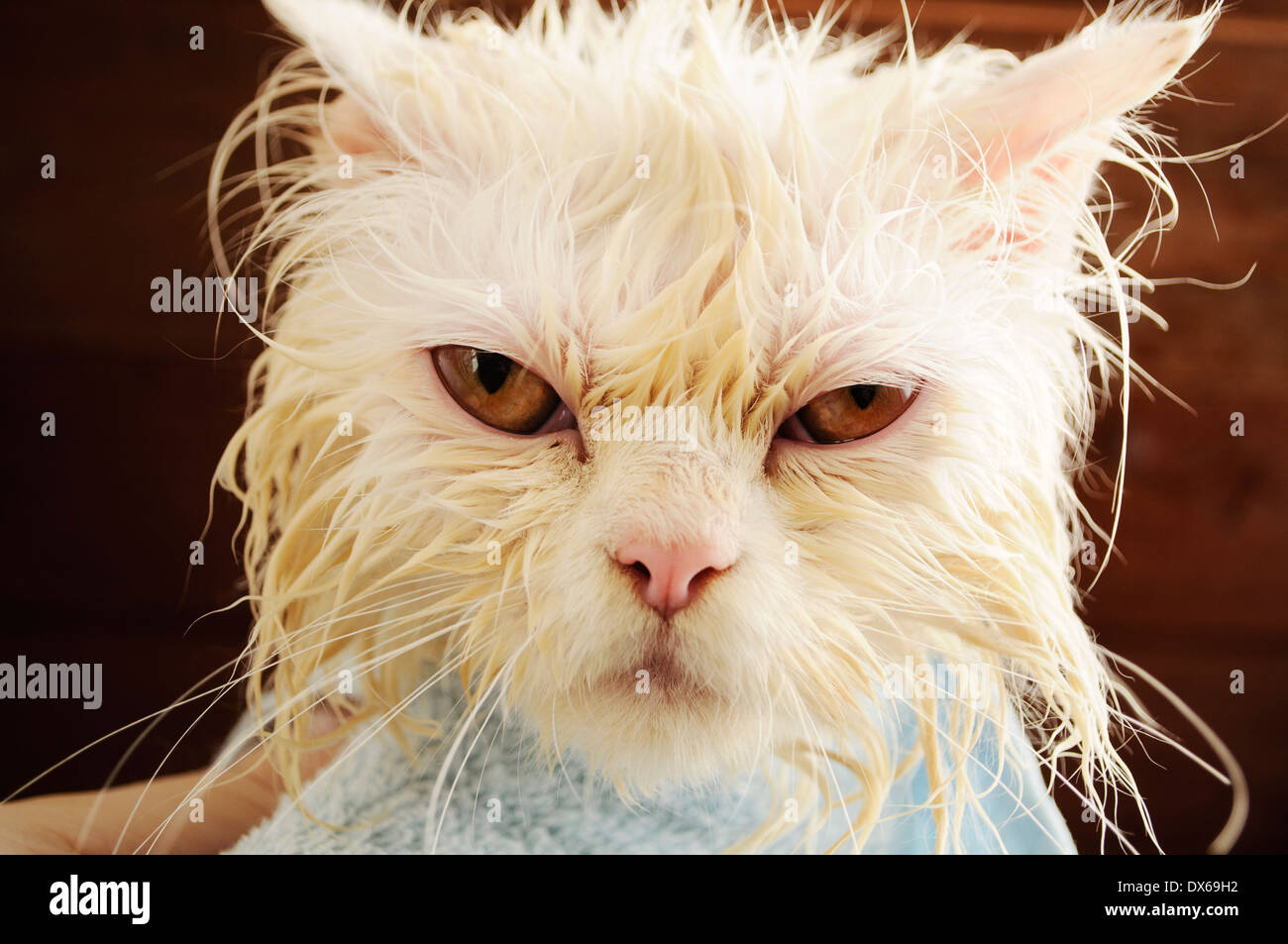 Chat humide Banque D'Images