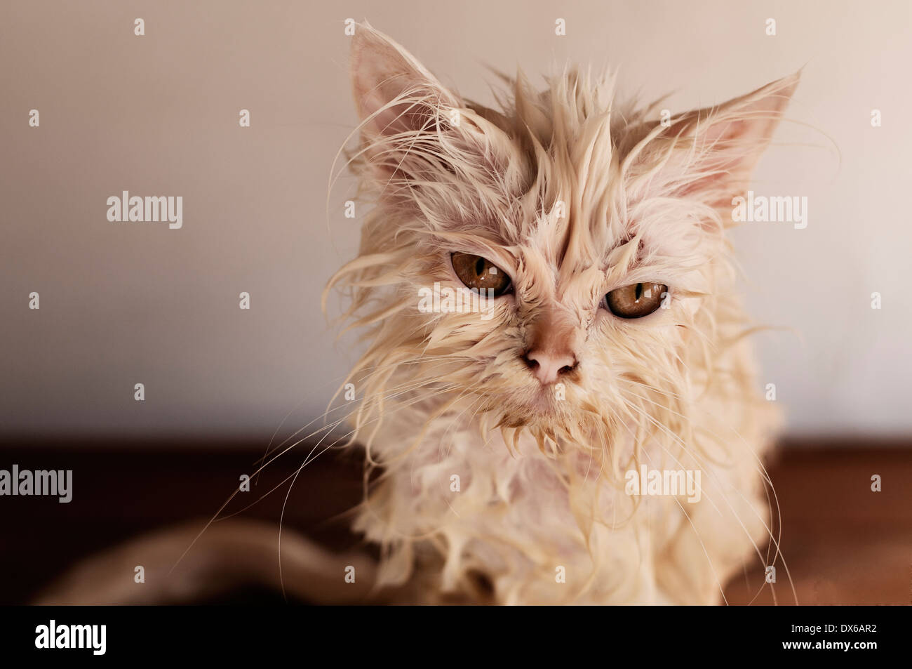 Chat Laid Banque D Image Et Photos Alamy