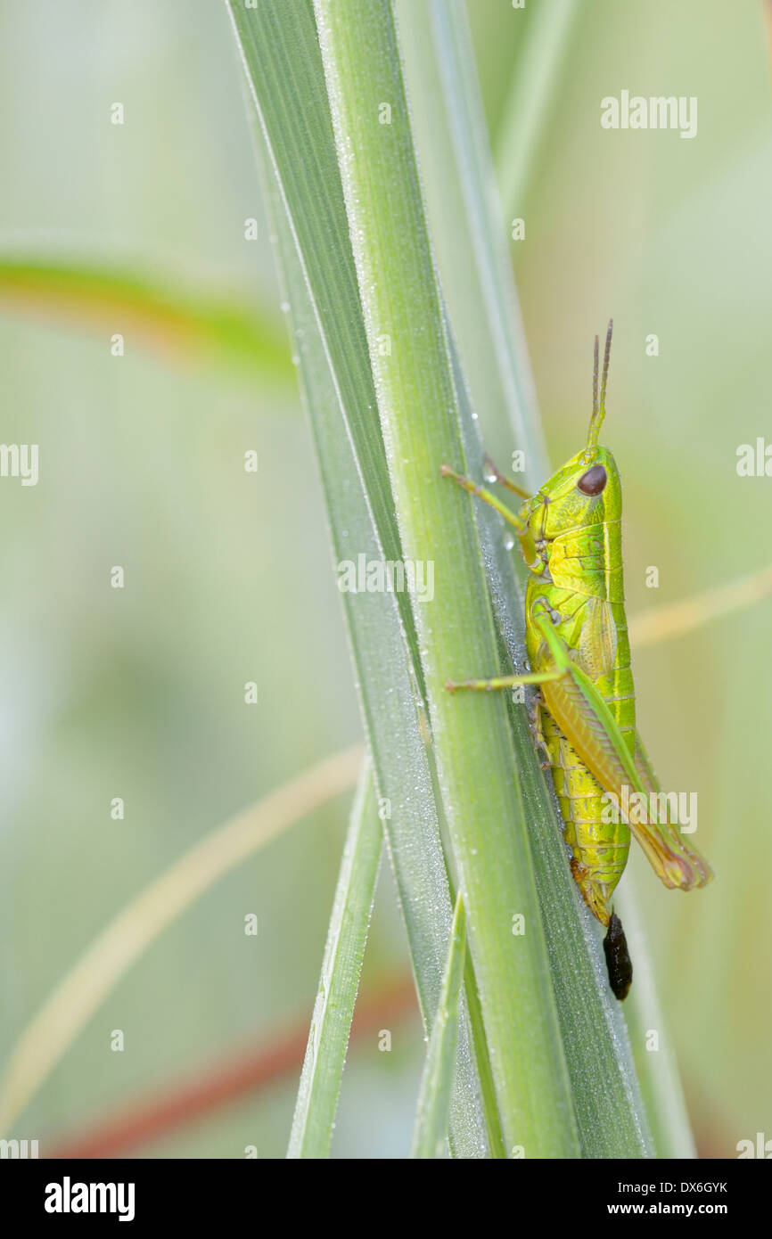 Or petit grasshoppper en close-up. Banque D'Images