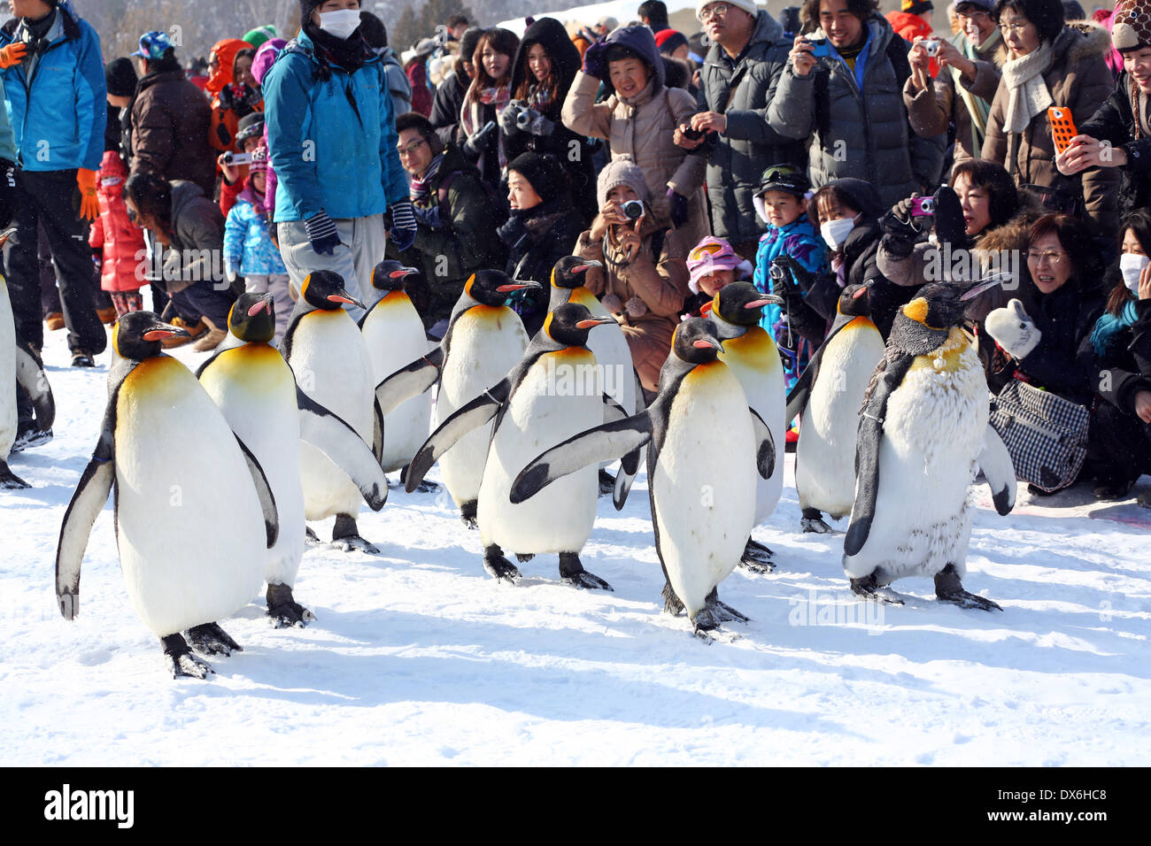 Penguin à pied au Zoo Asahiyama à Asahikawa, Japon Banque D'Images