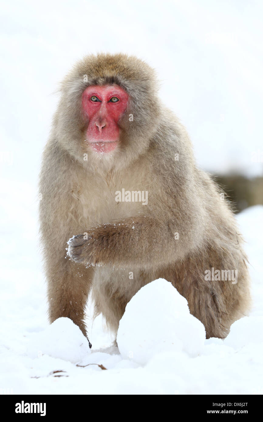 Macaque japonais (Macaca fuscata), la neige les singes à la sources chaudes naturelles dans Jigokudani Monkey Park (Hell Valley) près de Nagano, Banque D'Images