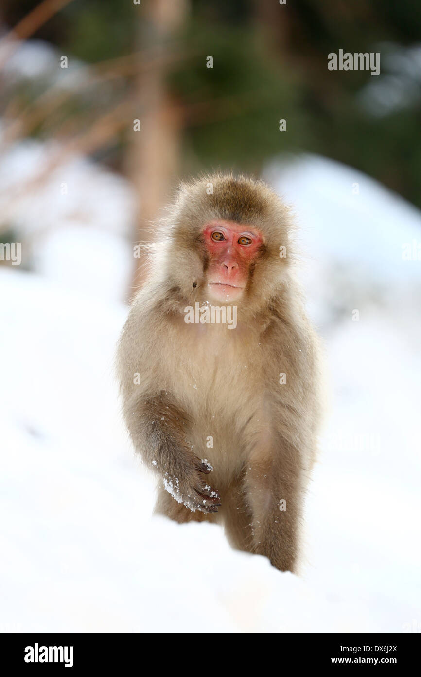 Macaque japonais (Macaca fuscata), la neige les singes à la sources chaudes naturelles dans Jigokudani Monkey Park (Hell Valley) près de Nagano, Banque D'Images