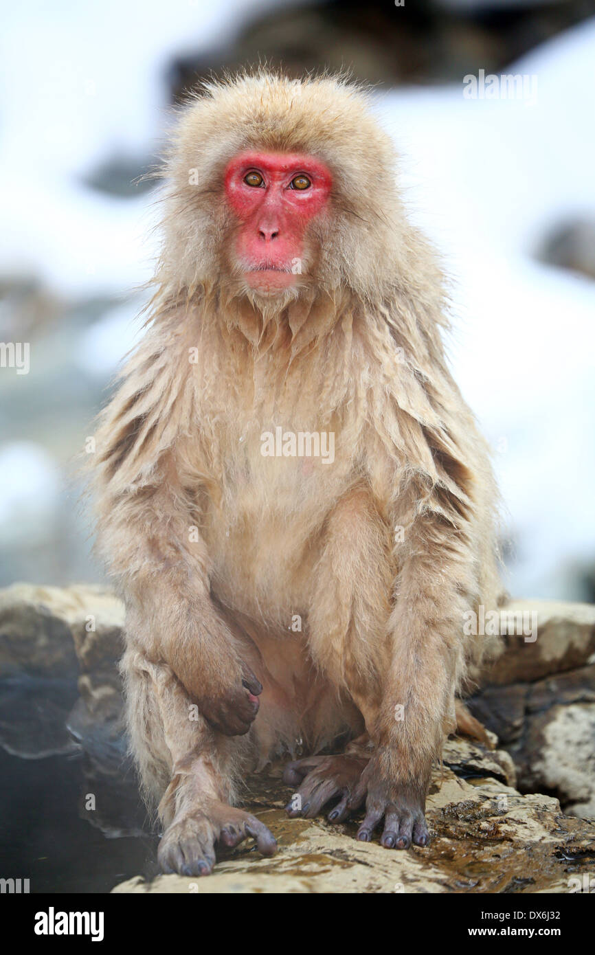 Macaque japonais (Macaca fuscata), la neige les singes à la sources chaudes naturelles dans Jigokudani Monkey Park (Hell Valley) près de Nagano, Banque D'Images