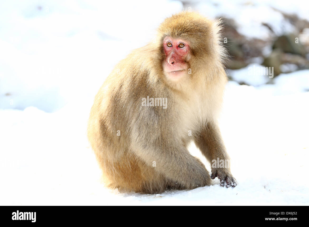 Macaque japonais (Macaca fuscata), la neige les singes à la sources chaudes naturelles dans Jigokudani Monkey Park (Hell Valley) près de Nagano, Banque D'Images