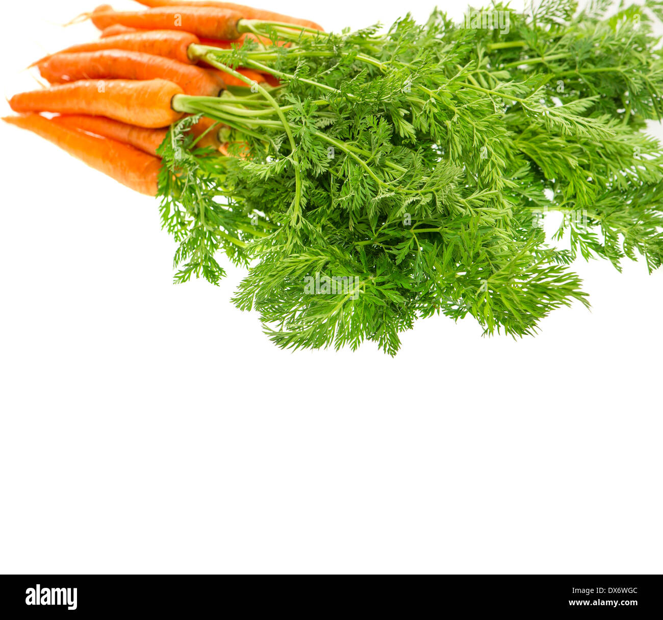 Botte de carottes fraîches avec des feuilles vertes isolé sur fond blanc. Légume. L'alimentation. Focus Selctive Banque D'Images