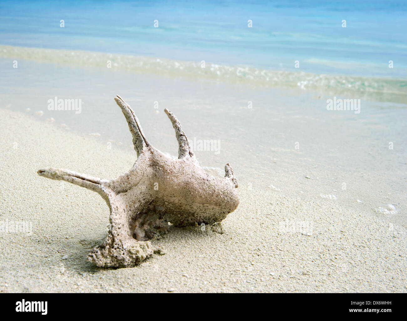 Shell sur le corail tropical beach background Banque D'Images