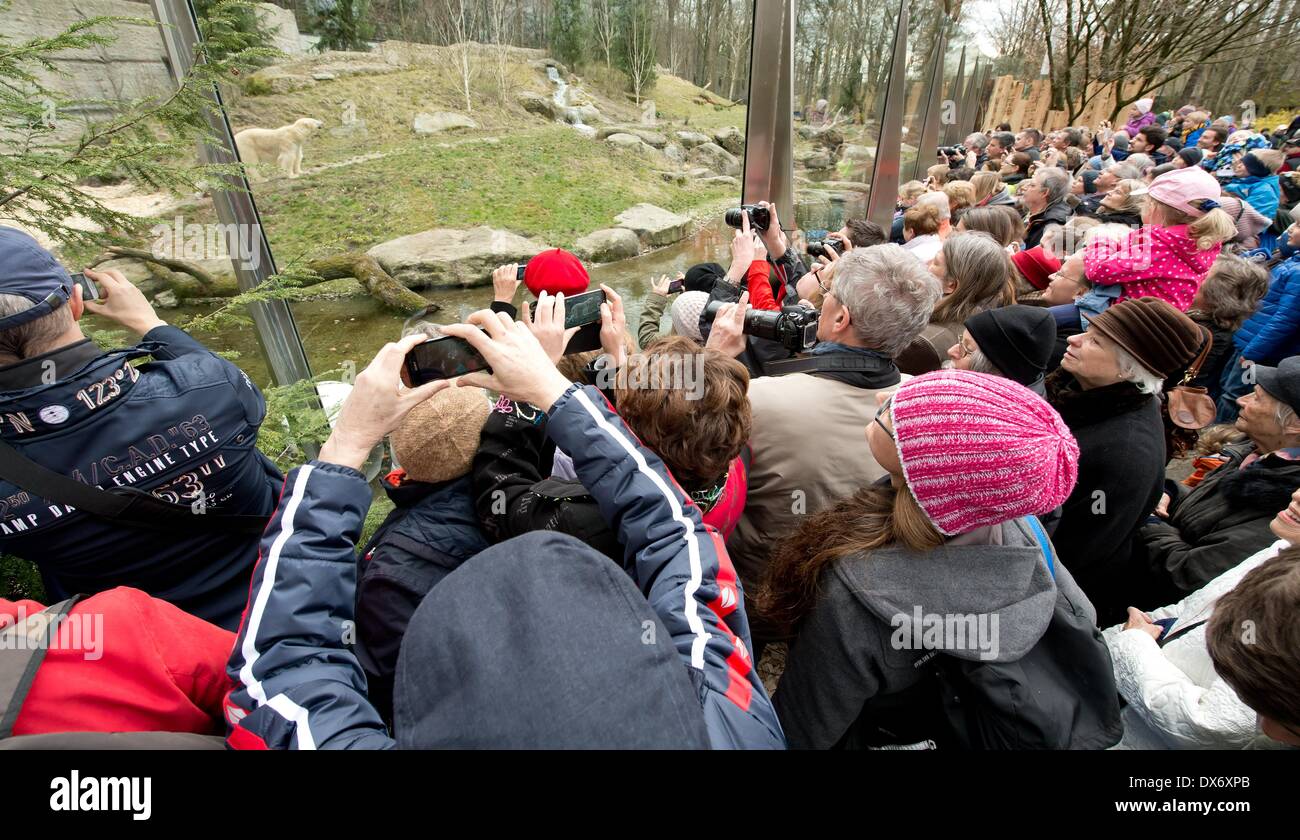 Munich, Allemagne. Mar 19, 2014. De nombreux visiteurs regarder la mère ours polaire Giovanna et ses jumeaux âgés de 14 semaines au zoo Hellabrunn de Munich, Allemagne, 19 mars 2014. C'est la première fois que les ours polaires qui sont nés le 09 décembre 2013 ont été présentés au public. Photo : Sven Hoppe/dpa/Alamy Live News Banque D'Images