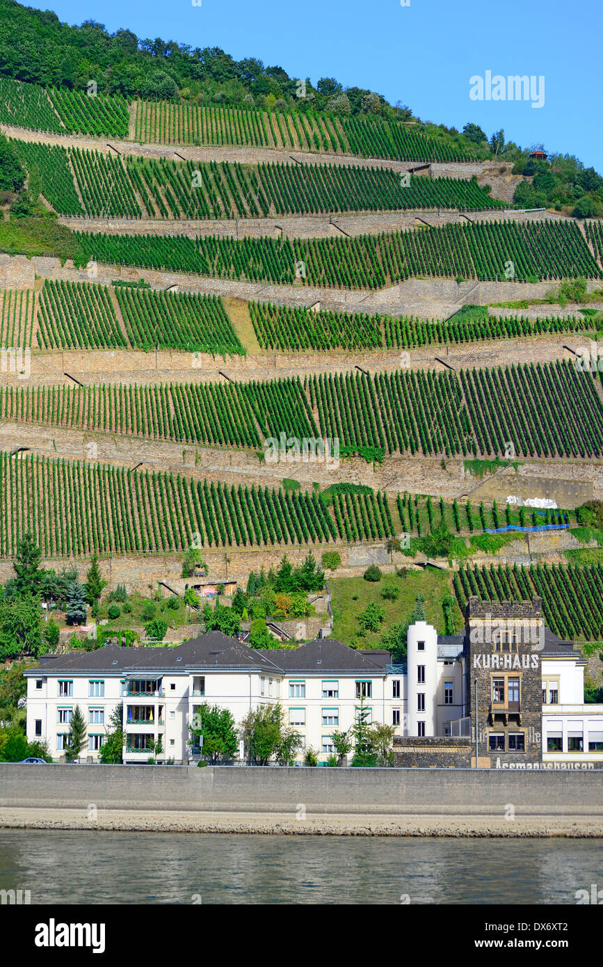 Ville de la vallée de la rivière du Rhin Allemagne Europe Vignobles VIGNOBLES DE CROISIÈRE Banque D'Images
