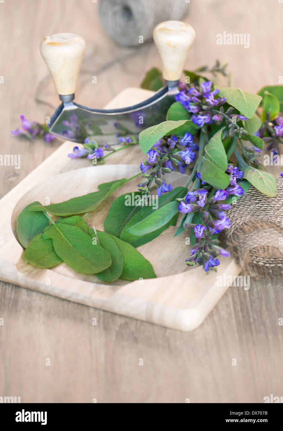 Feuilles de sauge fraîche et fleurs sur planche à découper en bois avec un couteau incurvé mezzaluna. Banque D'Images