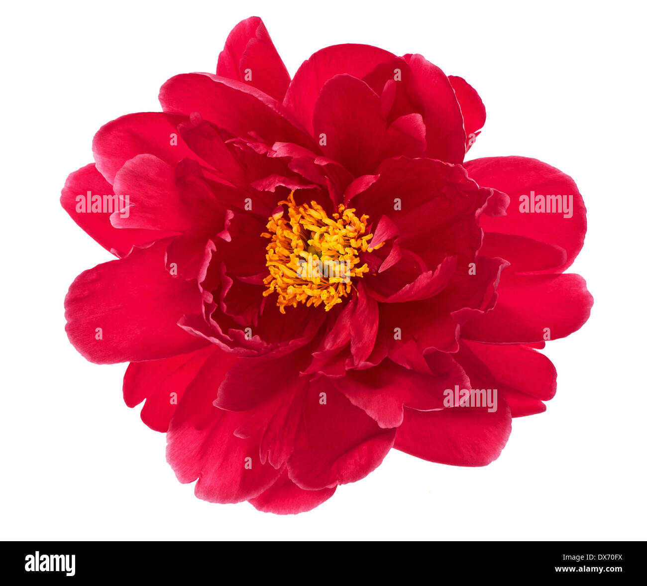 Belle fleur simple tête de pivoine rouge isolé sur fond blanc Banque D'Images