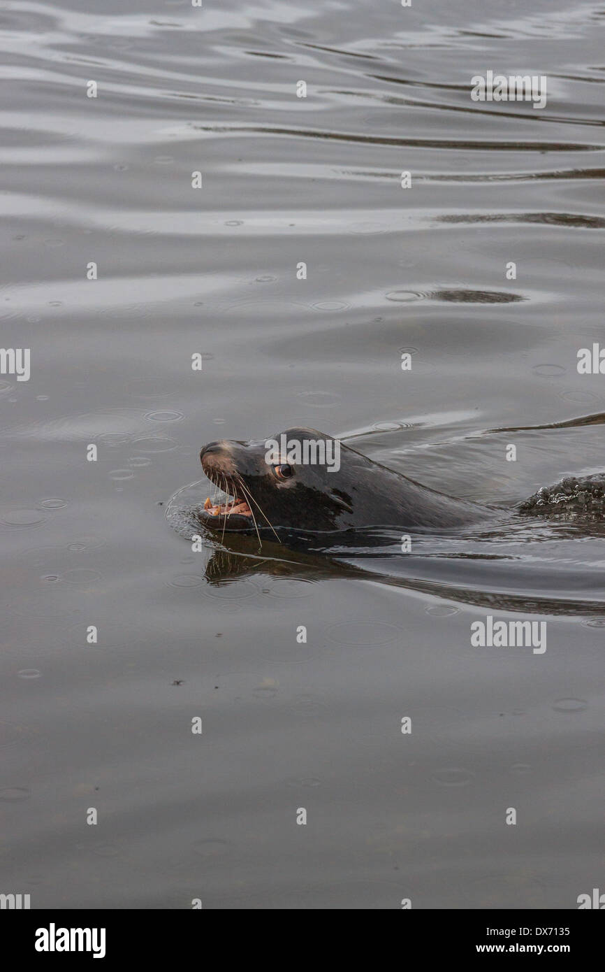 Un lion de mer de Steller nage dans Hardy Bay. Banque D'Images