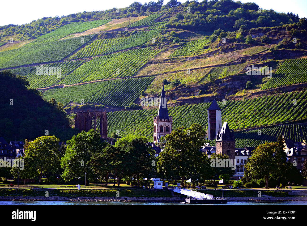 La vallée de la rivière du Rhin Kaub Allemagne Europe Vignobles VIGNOBLES DE CROISIÈRE Banque D'Images