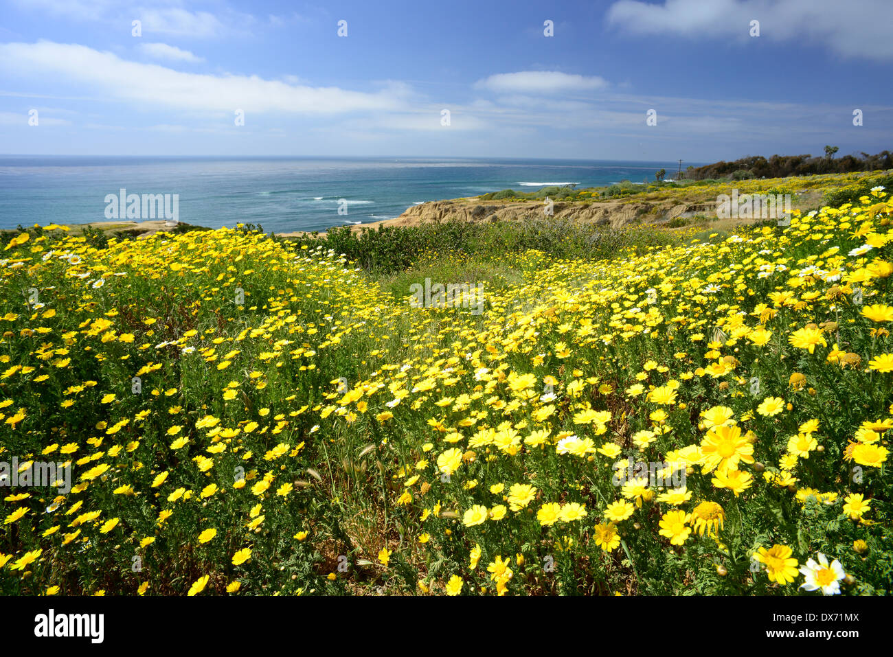 Des fleurs dans un champ près de l'océan Pacifique, San Diego, CA / © Craig M. Eisenberg Banque D'Images