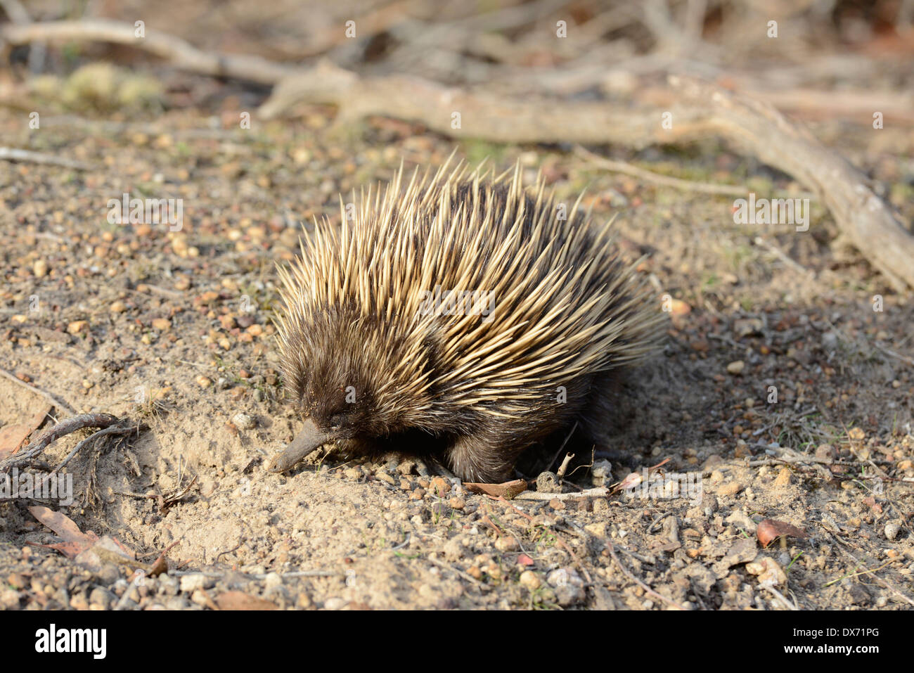 Échidné à nez court (Tachyglossus aculeatus), également connu sous le nom de la tortue-anteater, de recherche de nourriture en début de soirée. Banque D'Images