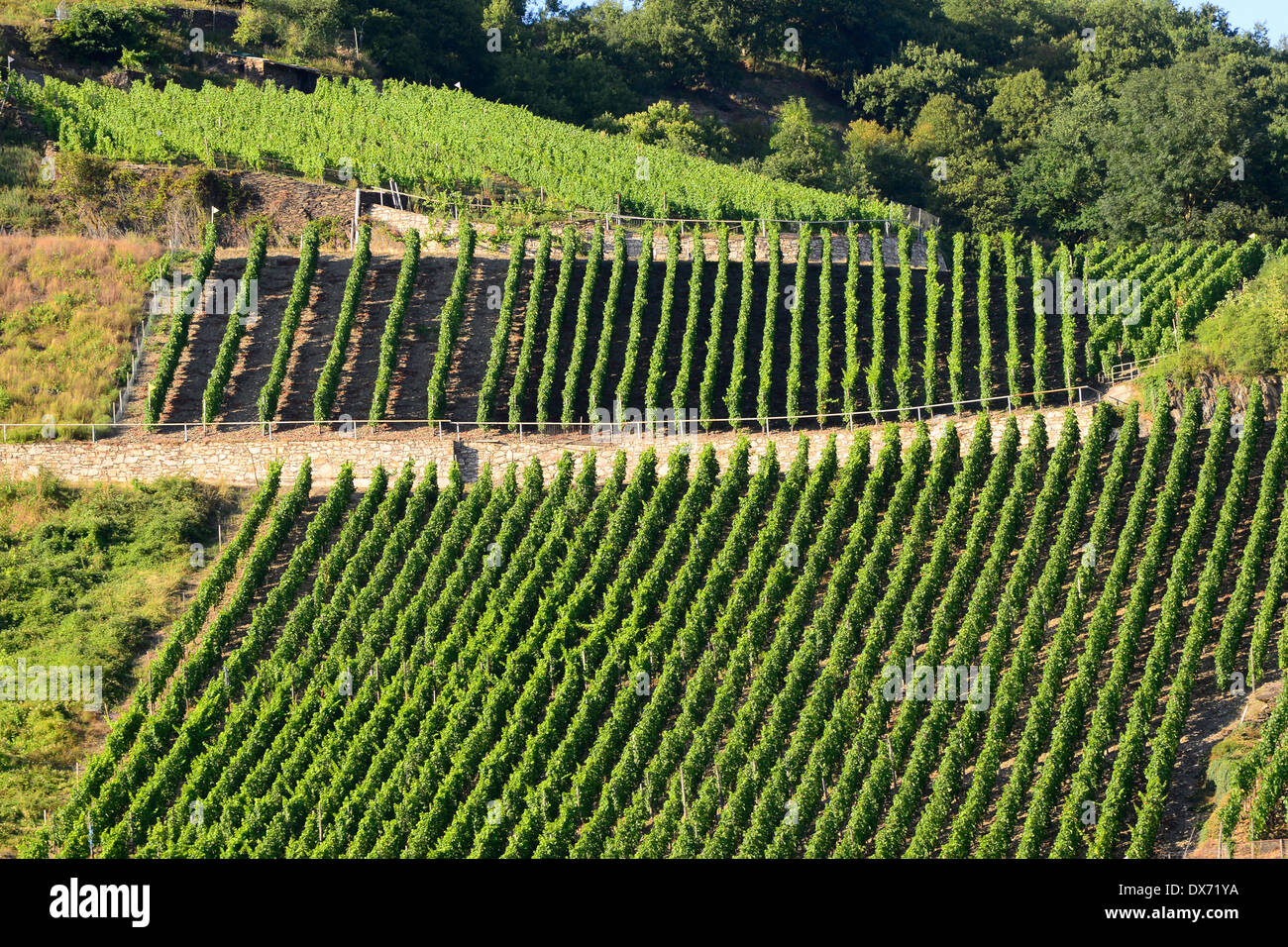 La vallée de la rivière du Rhin Allemagne Europe Vignobles VIGNOBLES DE CROISIÈRE Banque D'Images