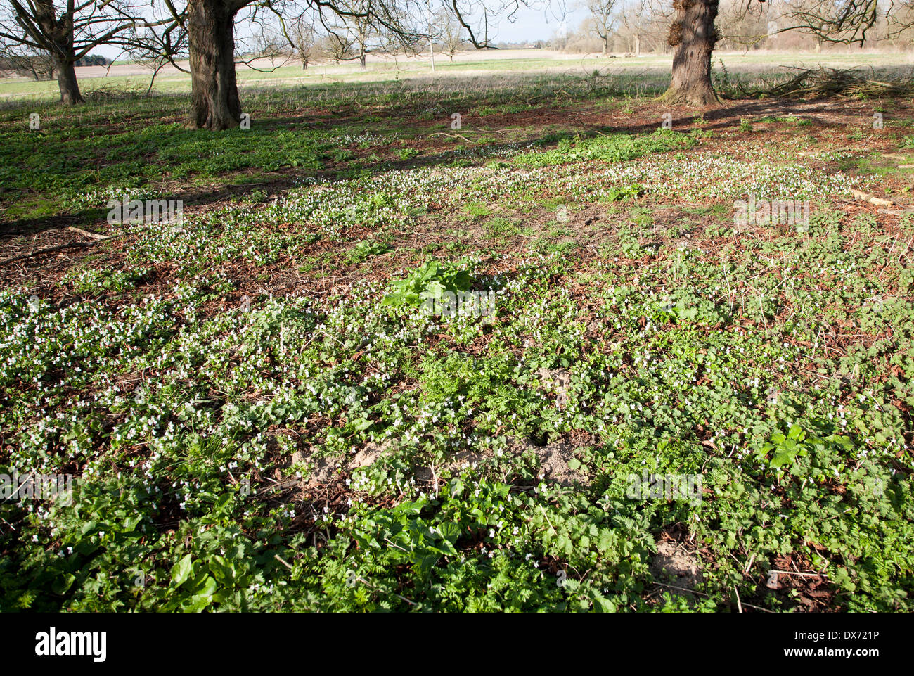 Violet blanc fleurs sauvages qui poussent sous les arbres, Sutton, Suffolk, Angleterre Banque D'Images