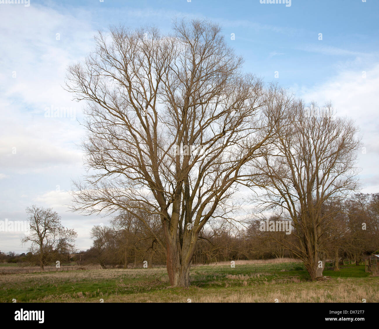 En hiver arbres poussant dans les zones humides, prairies, Suffolk, Angleterre Shottisham Banque D'Images