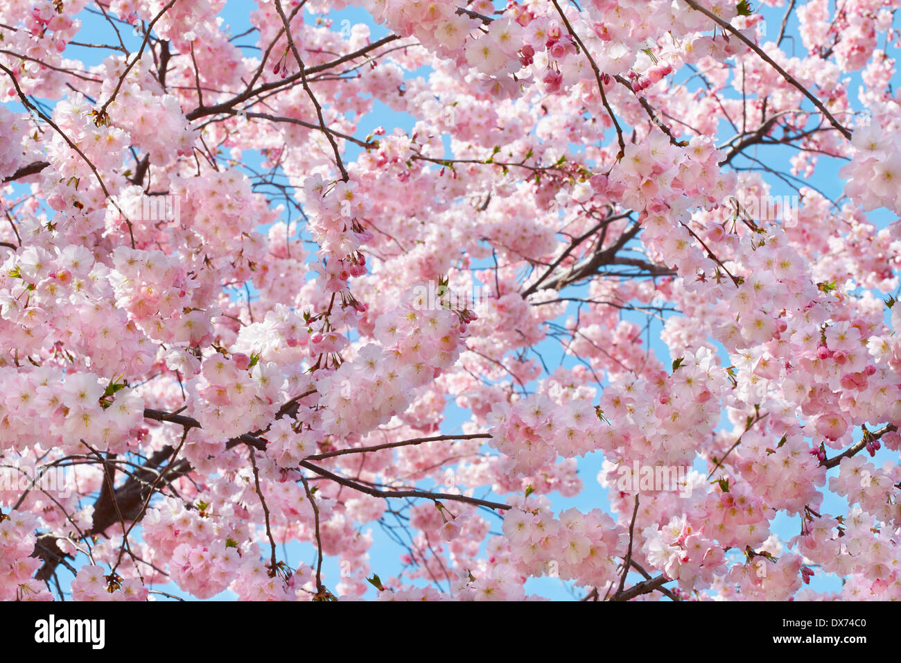 Arrière-plan de printemps avec des fleurs rose on blue sky Banque D'Images