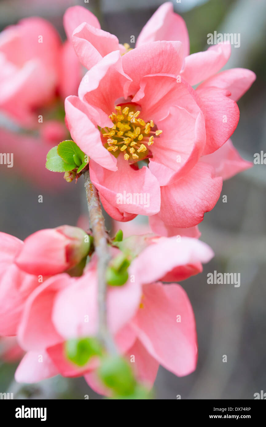 Macro fleurs de printemps fleurs de rose et de feuilles vert frais Banque D'Images