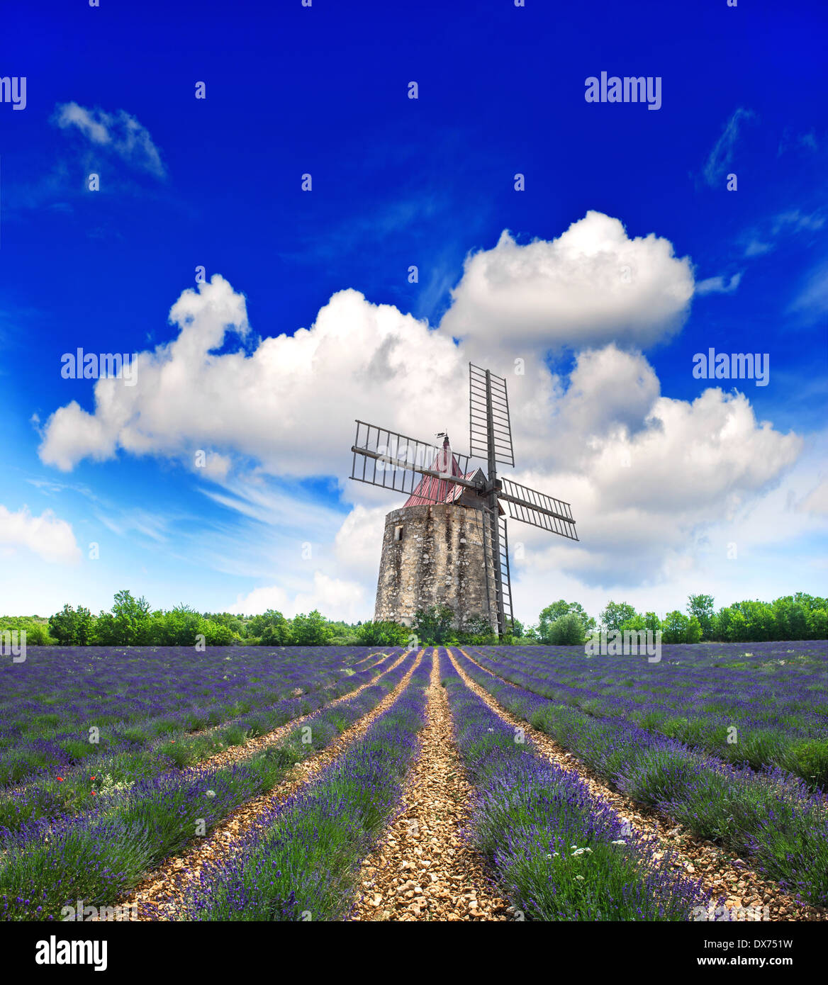 Champ de lavande en Provence, France. Paysage avec moulin à vent et beau ciel bleu Banque D'Images