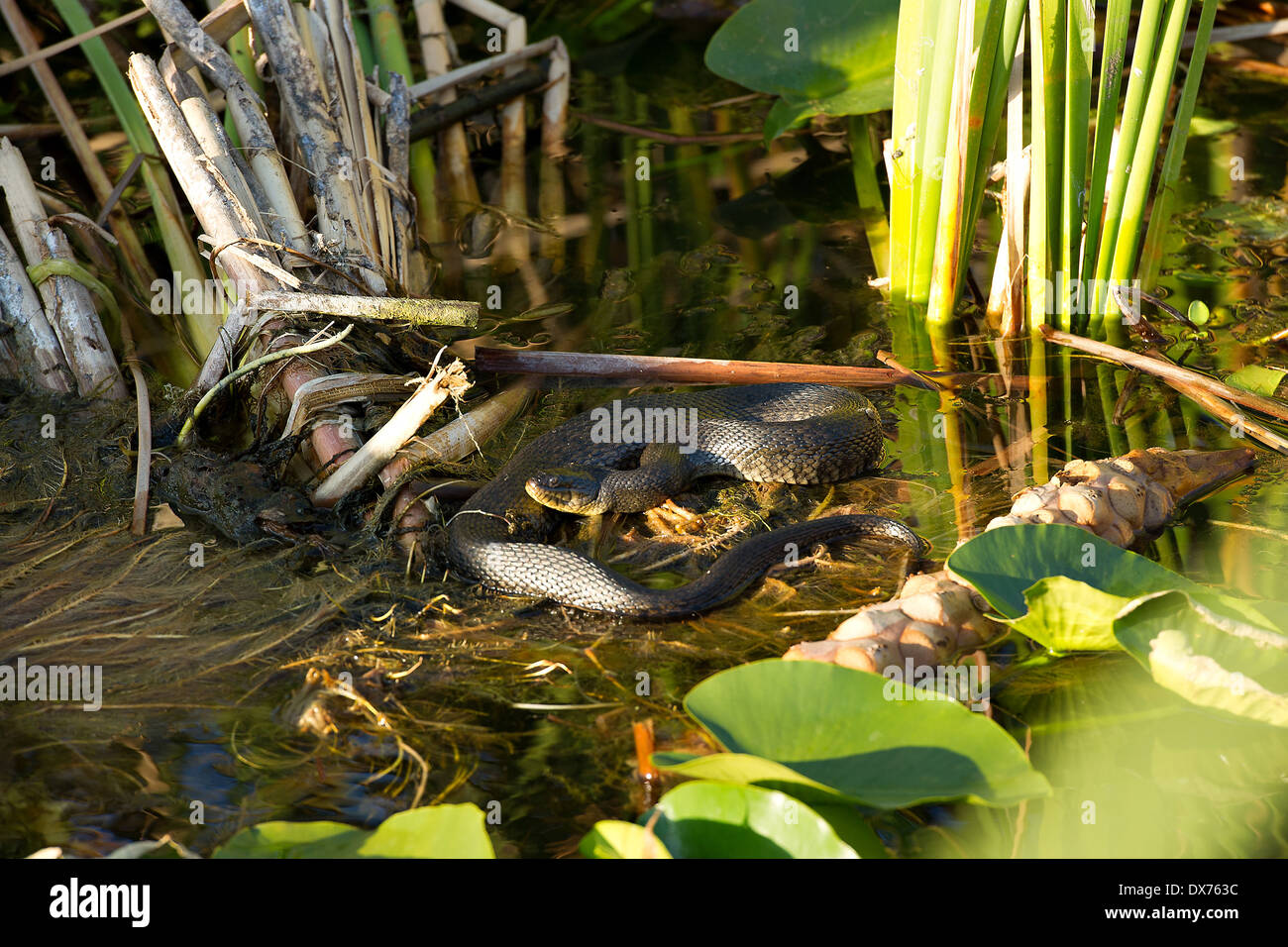 Eau empoisonnée mocassin sur le terrain dans les Everglades. Banque D'Images