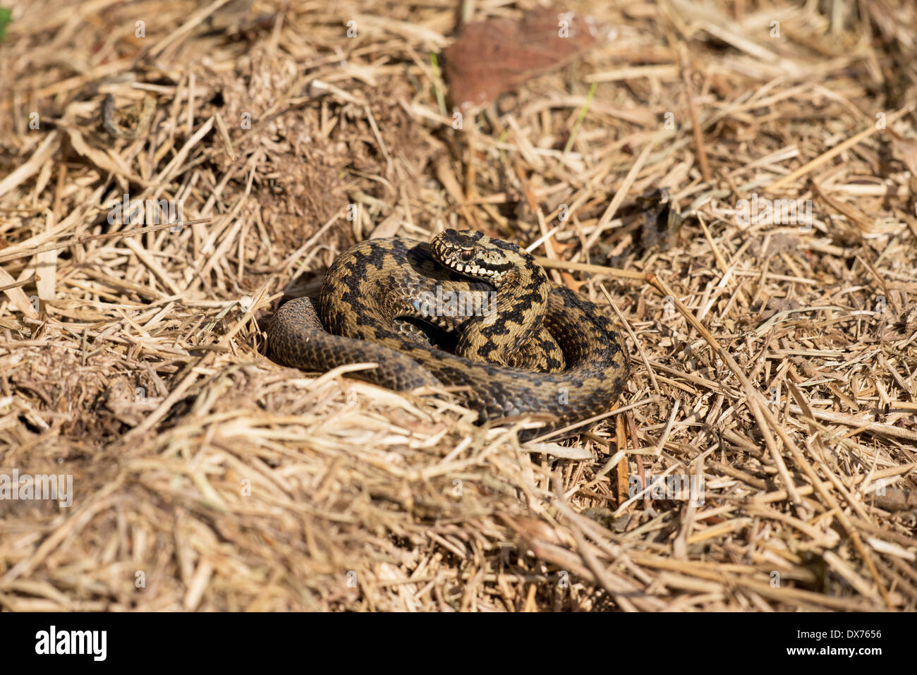 Vipère (Vipera berus), parfois aussi appelé common ou le nord de viper Banque D'Images