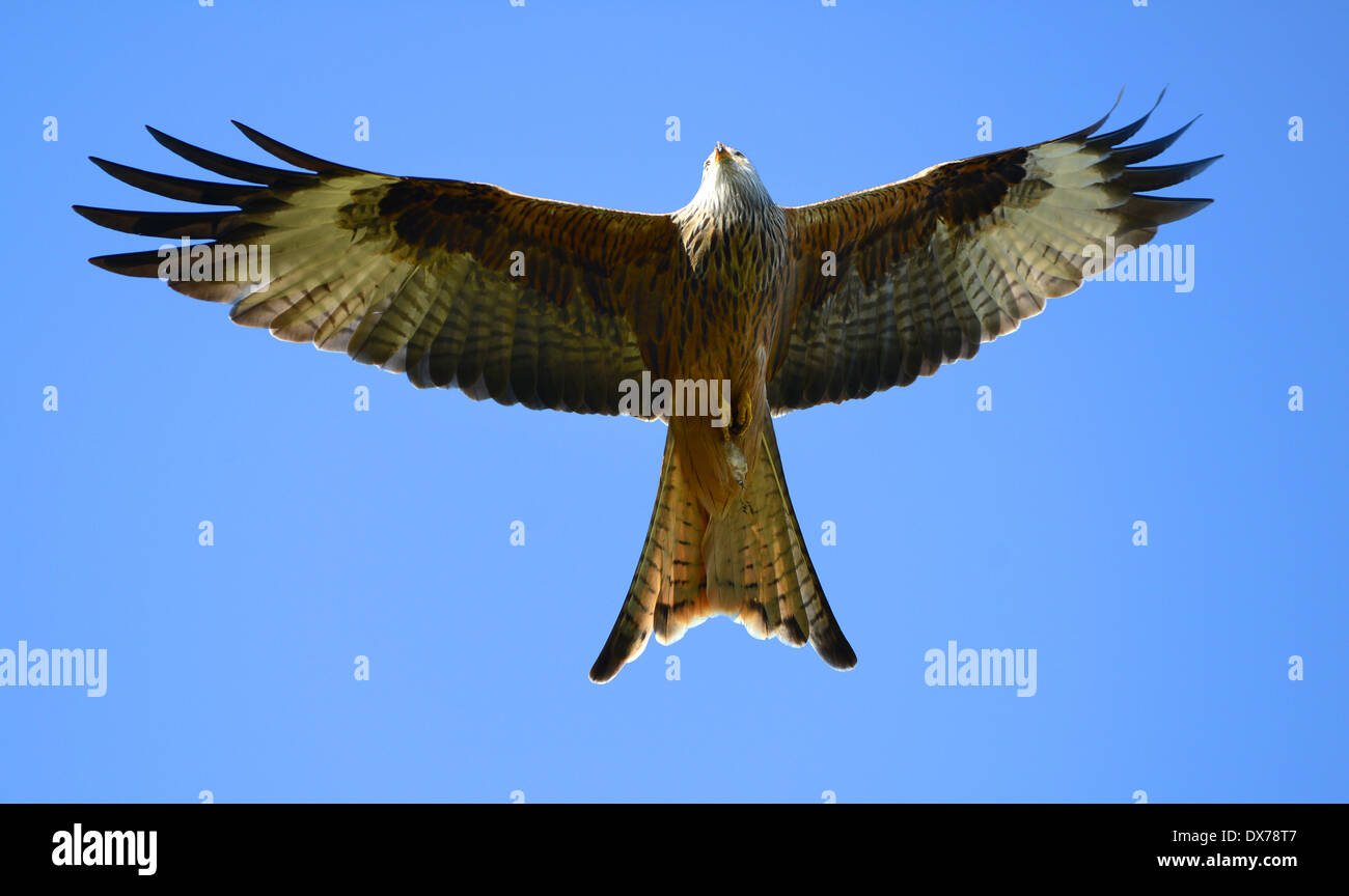 Red Kites Gigrin Farm Centre à cerf-volant cerf-volant rouge Station d'alimentation à Rhayader Powys Pays de Galles en Uk Banque D'Images