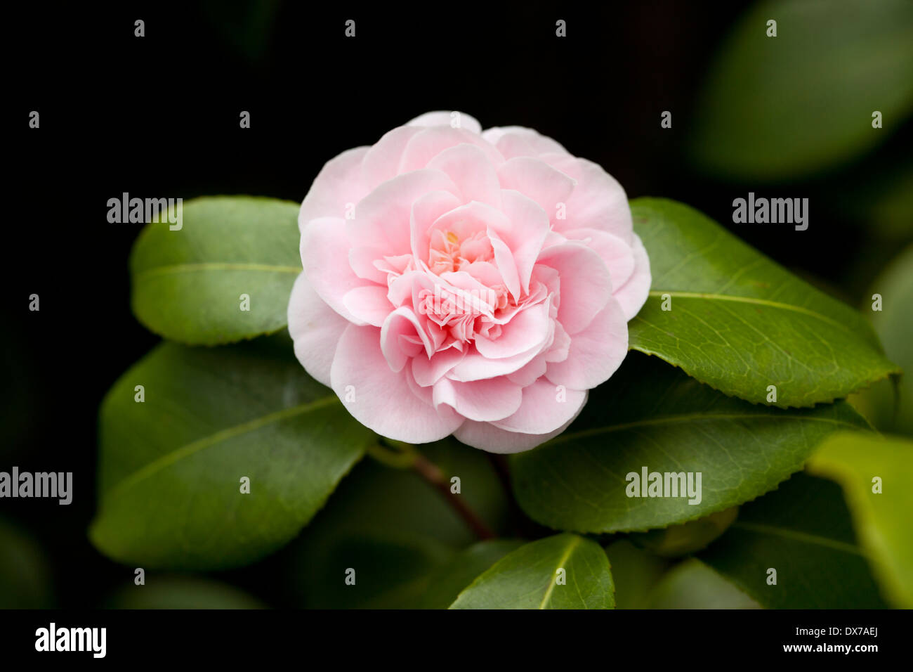 Gros plan d'un camélia rose unique en fleur dans un jardin anglais, Angleterre, Royaume-Uni Banque D'Images