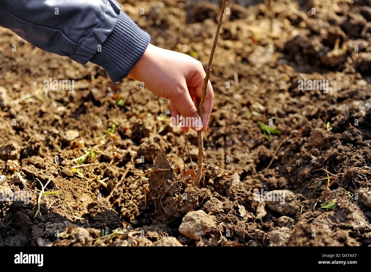 Main d'un homme tenant un jeune arbre nouvellement planté Banque D'Images