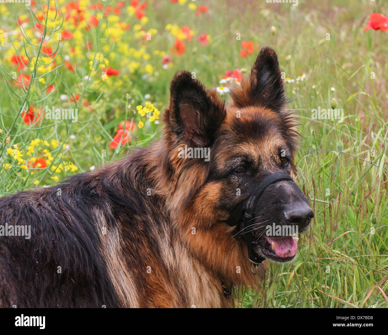 Berger Allemand portant un Halti appuie-tête dans un champ de coquelicots Banque D'Images