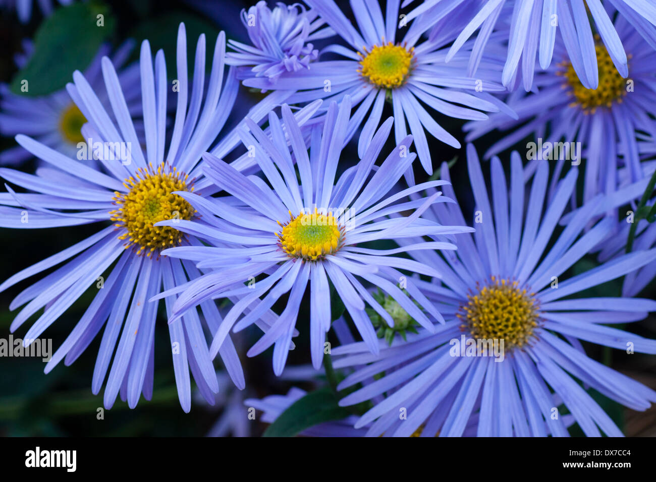 Floraison longue daisy bleu, Aster x frikartii 'Monch', dans un jardin du Nord du Pays de Galles Banque D'Images Floraison longue daisy bleu, Aster x frikartii 'Monch', dans un jardin du Nord du Pays de Galles Banque D'Images