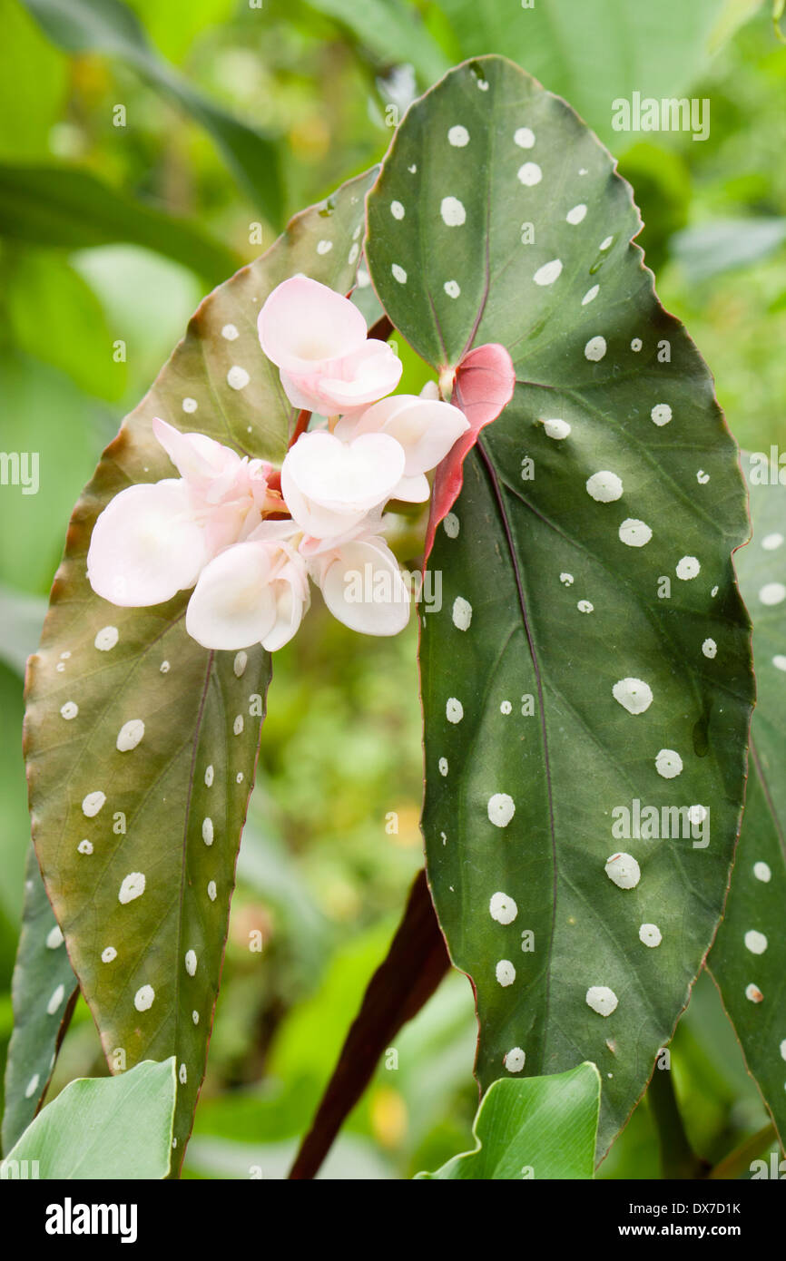 Angelwing, bégonia Begonia maculata 